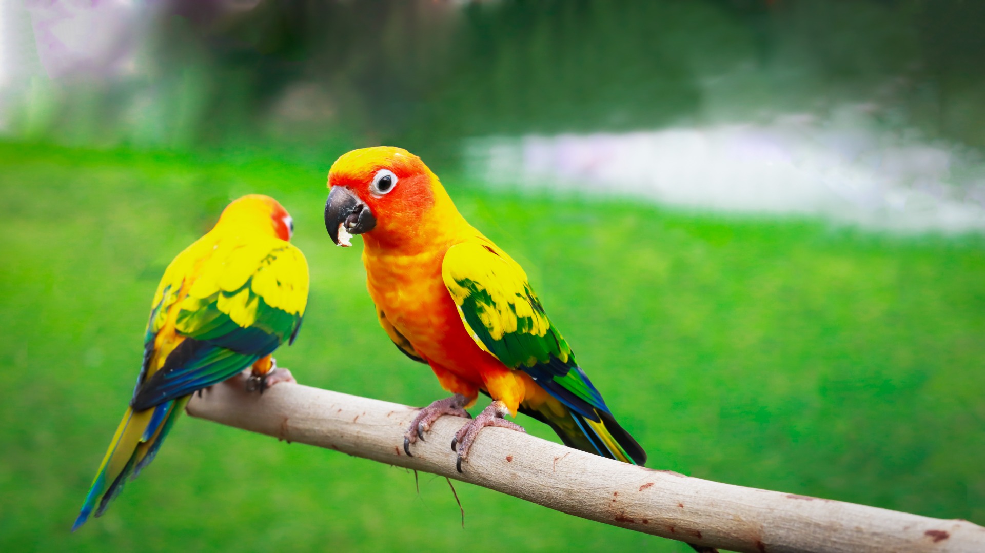 Comprehensive Testing on 1000+ Birds