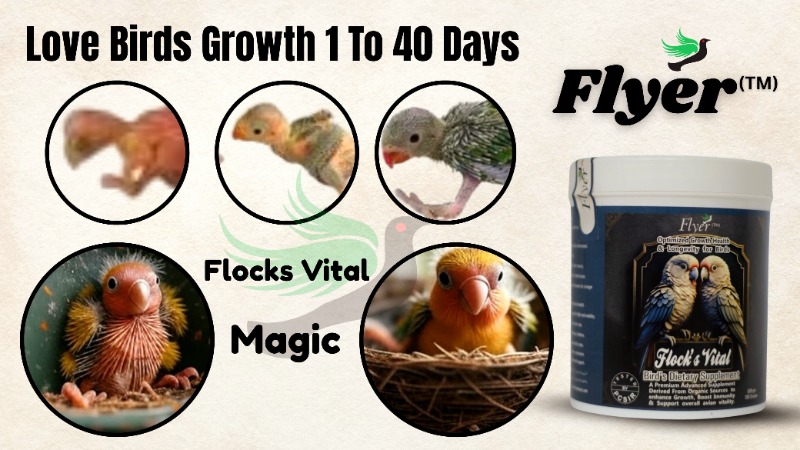 Bird Growth Development